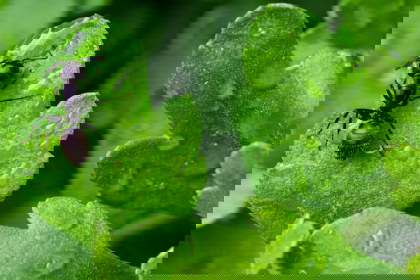 La finta informazione di Casa Italia