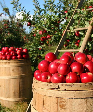 La pubblicità occulta alla biodinamica