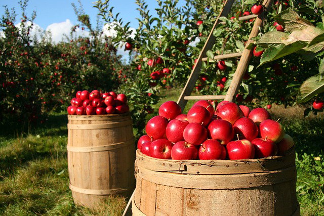 La pubblicità occulta alla biodinamica article-post