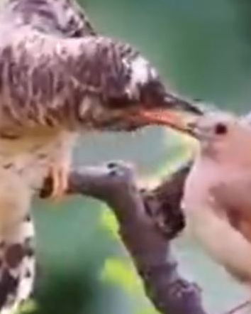 L’uccello anziano…