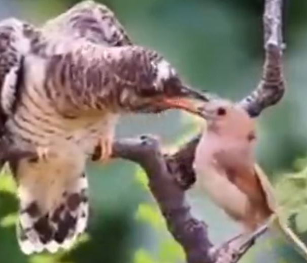 L’uccello anziano… article-post