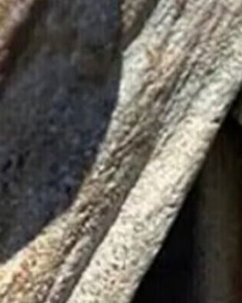 Il libro pietrificato