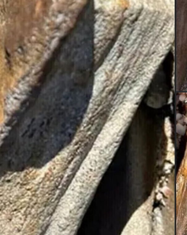 Il libro pietrificato article-post