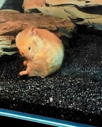 Il criceto sott’acqua