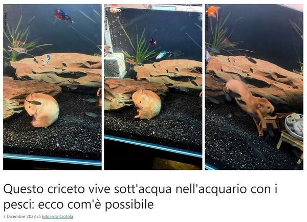 Il criceto sott’acqua