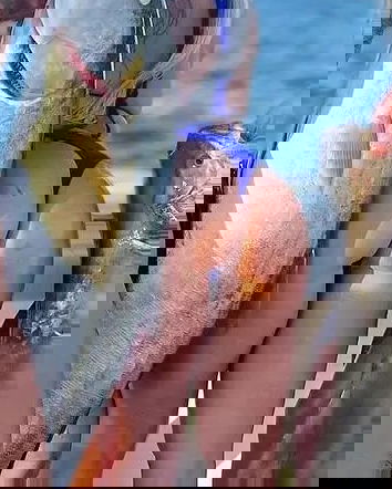 No, quella non è la senatrice Ronzulli