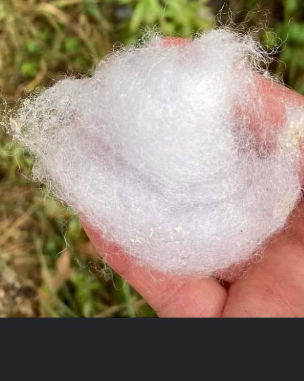 Il veleno per topi article-post