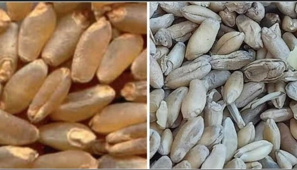 Grano canadese Vs grano italiano article-post