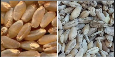 Grano canadese Vs grano italiano article-post