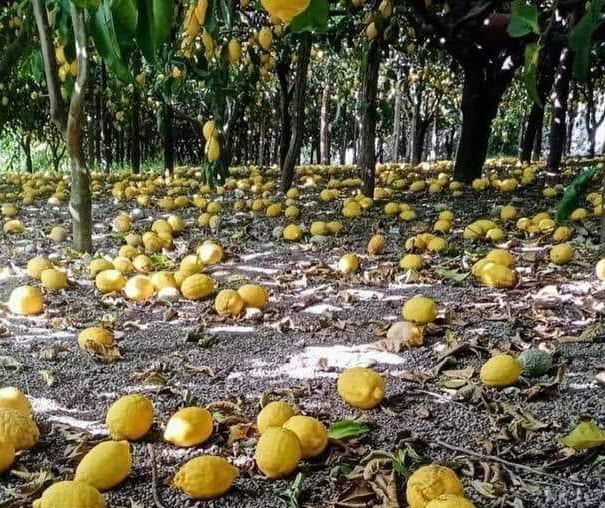 Limoni amalfitani Vs limoni extracomunitari article-post