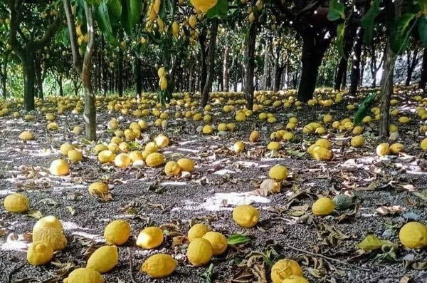 Limoni amalfitani Vs limoni extracomunitari