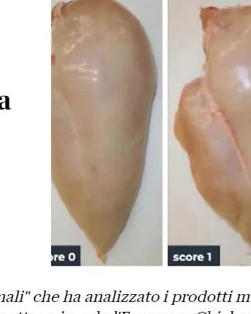 Polli e white striping