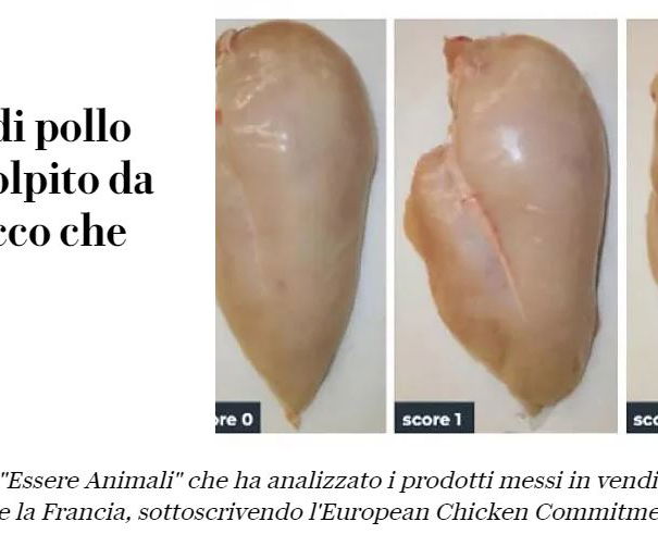 Polli e white striping article-post