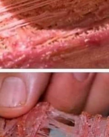 500 tonnellate di bistecche da cellule staminali…