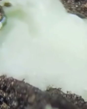 Gli Oreo con gli insettini