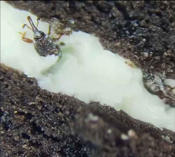 Gli Oreo con gli insettini