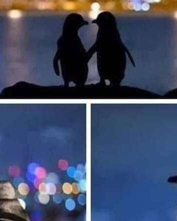 Le foto dei due pinguini che si consolano a vicenda