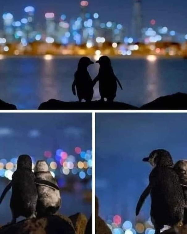 Le foto dei due pinguini che si consolano a vicenda article-post