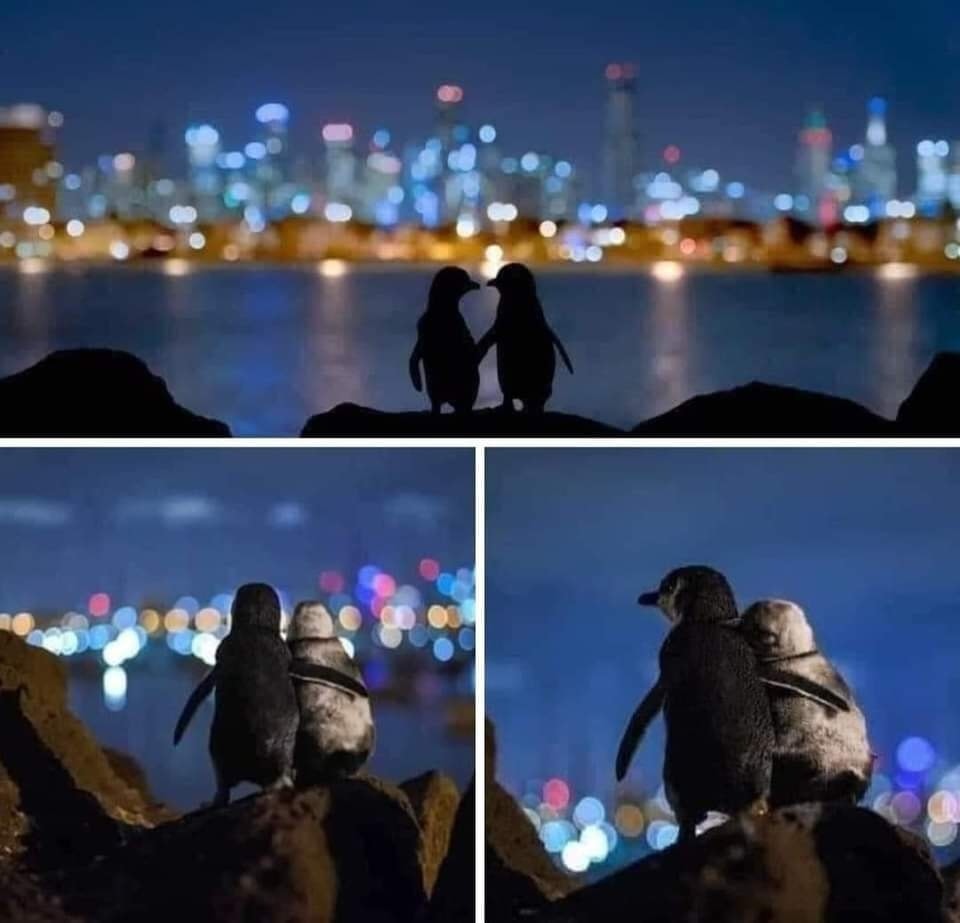 Le foto dei due pinguini che si consolano a vicenda article-post