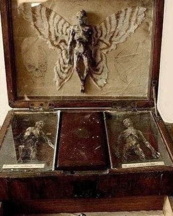 Il museo che espone animali “negati dalla scienza”