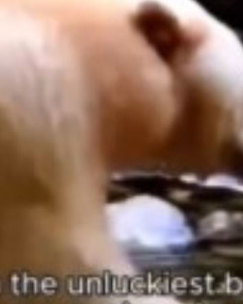 L’orso albino che viaggia avanti e indietro