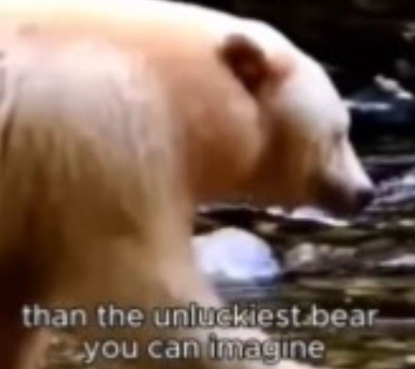 L’orso albino che viaggia avanti e indietro article-post