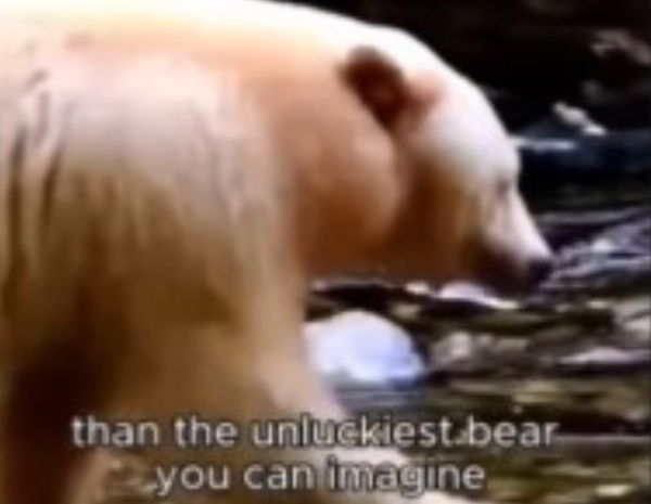 L’orso albino che viaggia avanti e indietro