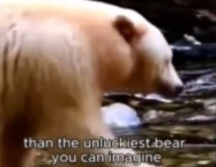 L’orso albino che viaggia avanti e indietro article-post