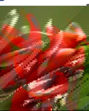 I nomi razzisti alle piante…