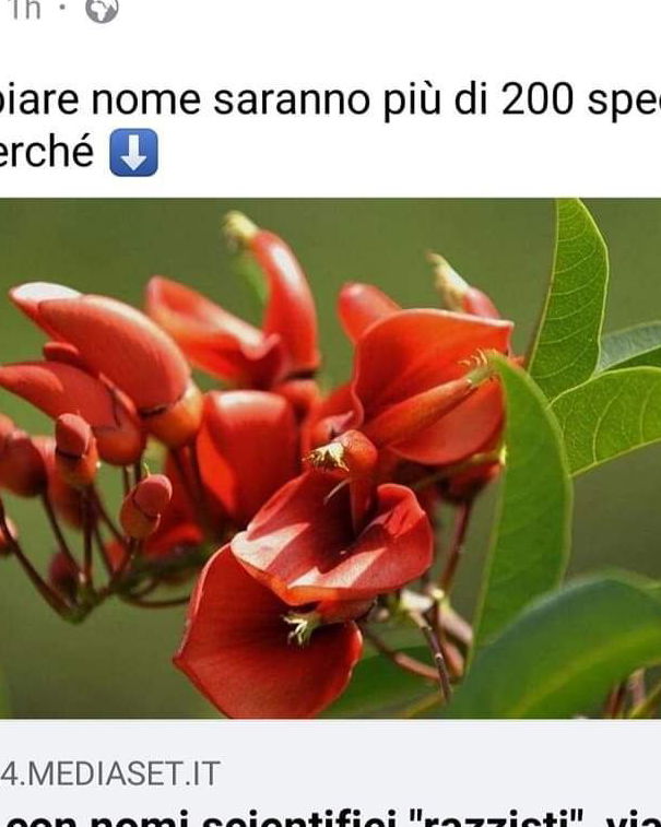 I nomi razzisti alle piante… article-post
