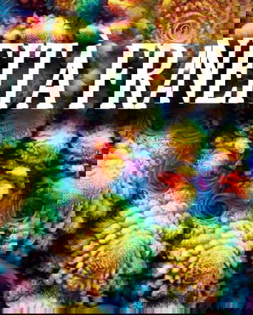 L’erroneità frattale e l’attrazione per il bislacco