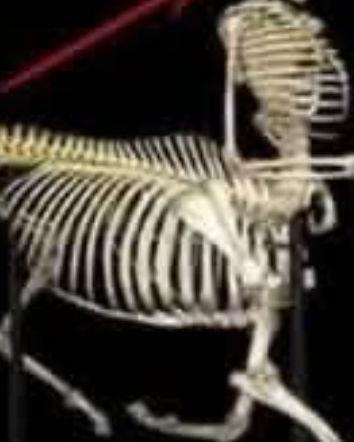 Un uomo chiamato cavallo…