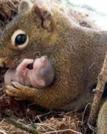 Scoiattoli e Piccole Storie