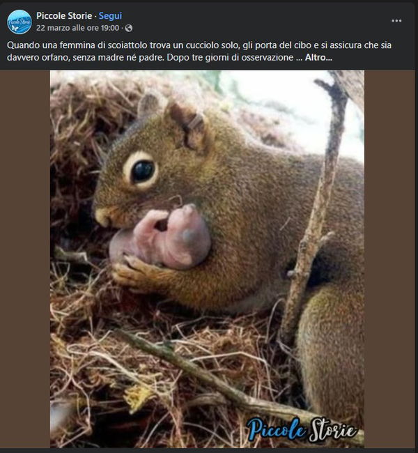 Scoiattoli e Piccole Storie