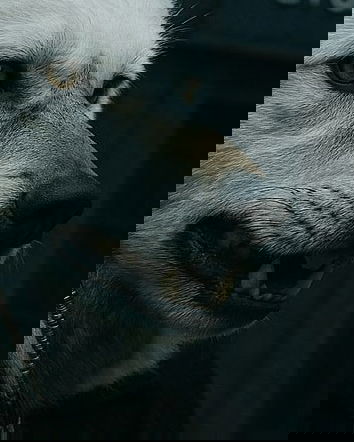 Lupi riportati in vita e misinformazione