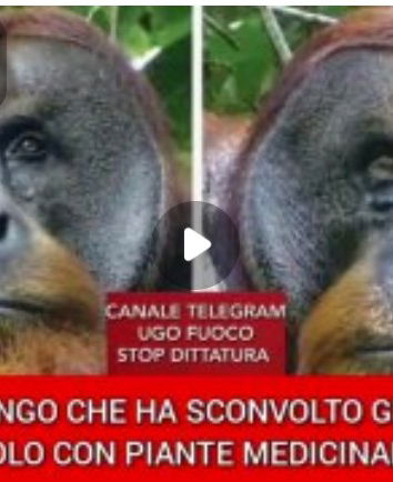 Fitoterapia, oranghi e disinformazione