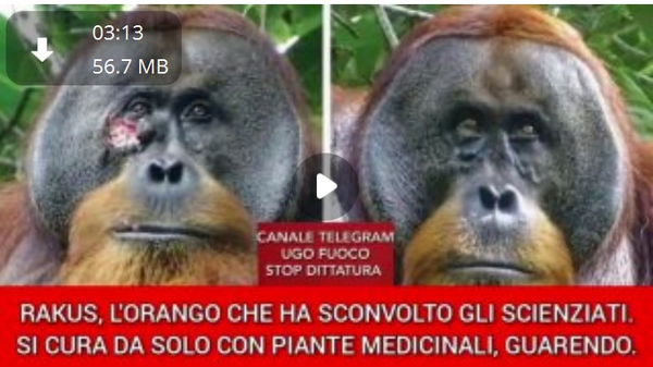 Fitoterapia, oranghi e disinformazione