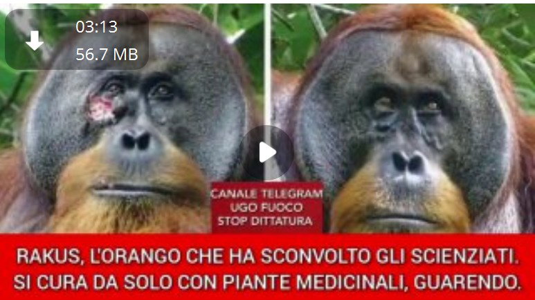 Fitoterapia, oranghi e disinformazione article-post