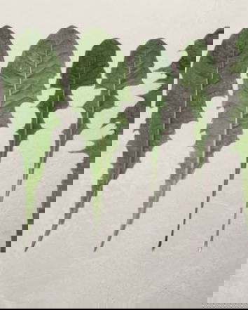 Il tarassaco e Monsanto (e l’IA)