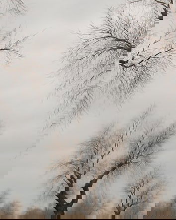 Xylella e ulivi del Salento