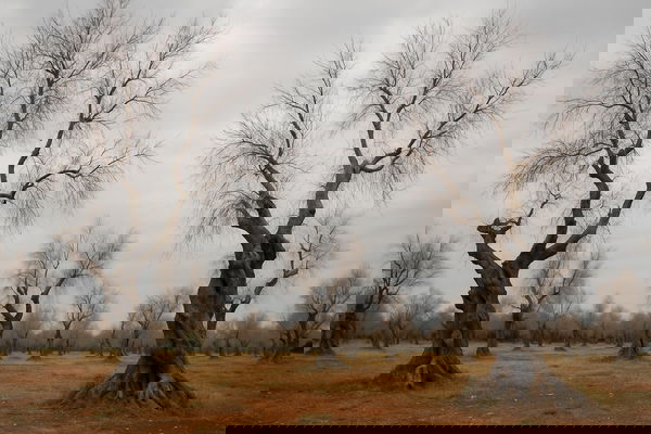 Xylella e ulivi del Salento