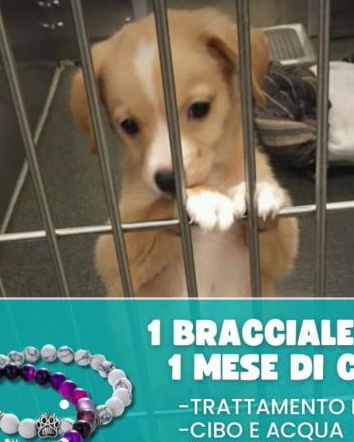 Cuccioli, beneficenza e dropshipping