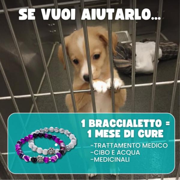 Cuccioli, beneficenza e dropshipping