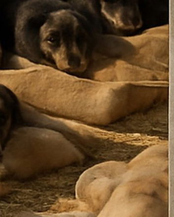 Tunnel per cani, bufala raccatta-like