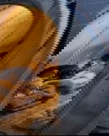 Tunnel per cani, bufala raccatta-like