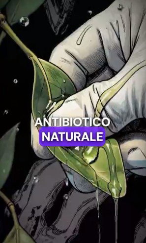 L’oleuropeina antibiotico naturale?