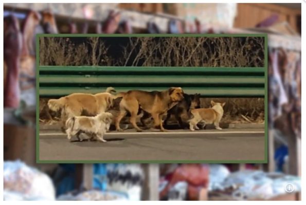 Il clickbait emozionale dei setti cani fuggiti in Cina