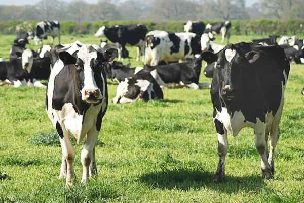 La vaccinazione dei bovini in Sardegna