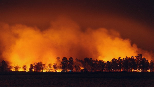 Gattini, incendi e vecchie conoscenze