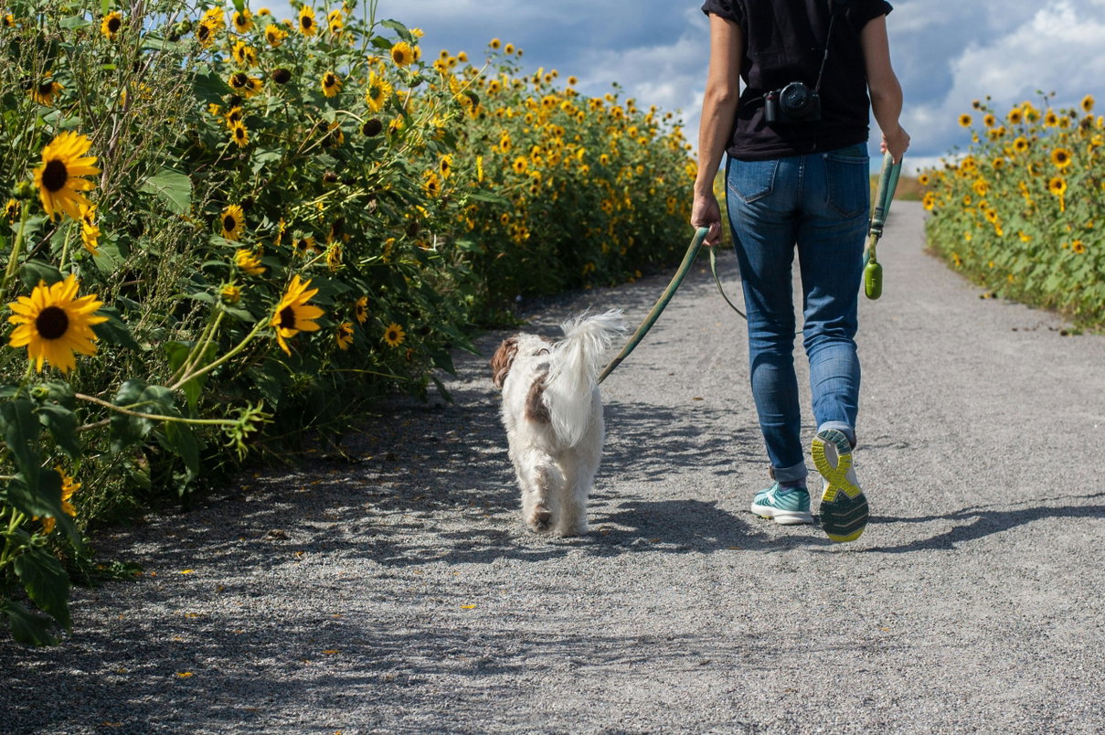 Cani, musulmani e radicalizzazione article-post